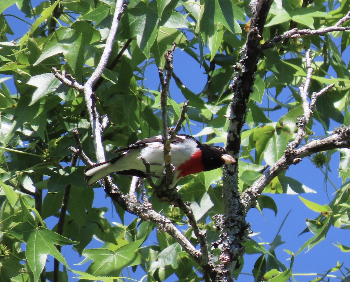 Rose-breasted Grosbeak - ML231663241