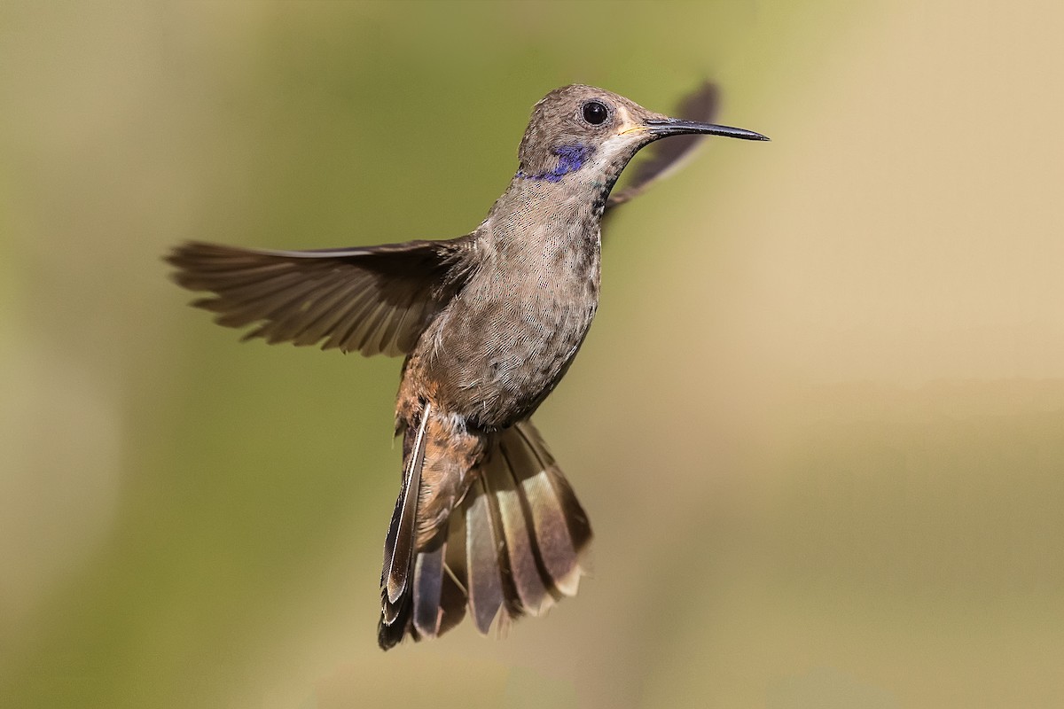 Brown Violetear - Stefan Hirsch