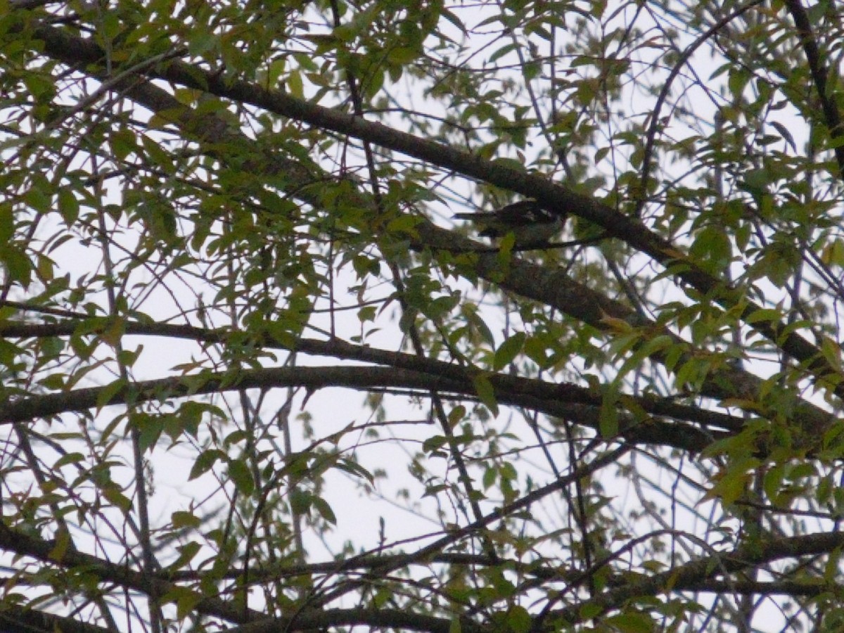 Rose-breasted Grosbeak - Robert Hosler