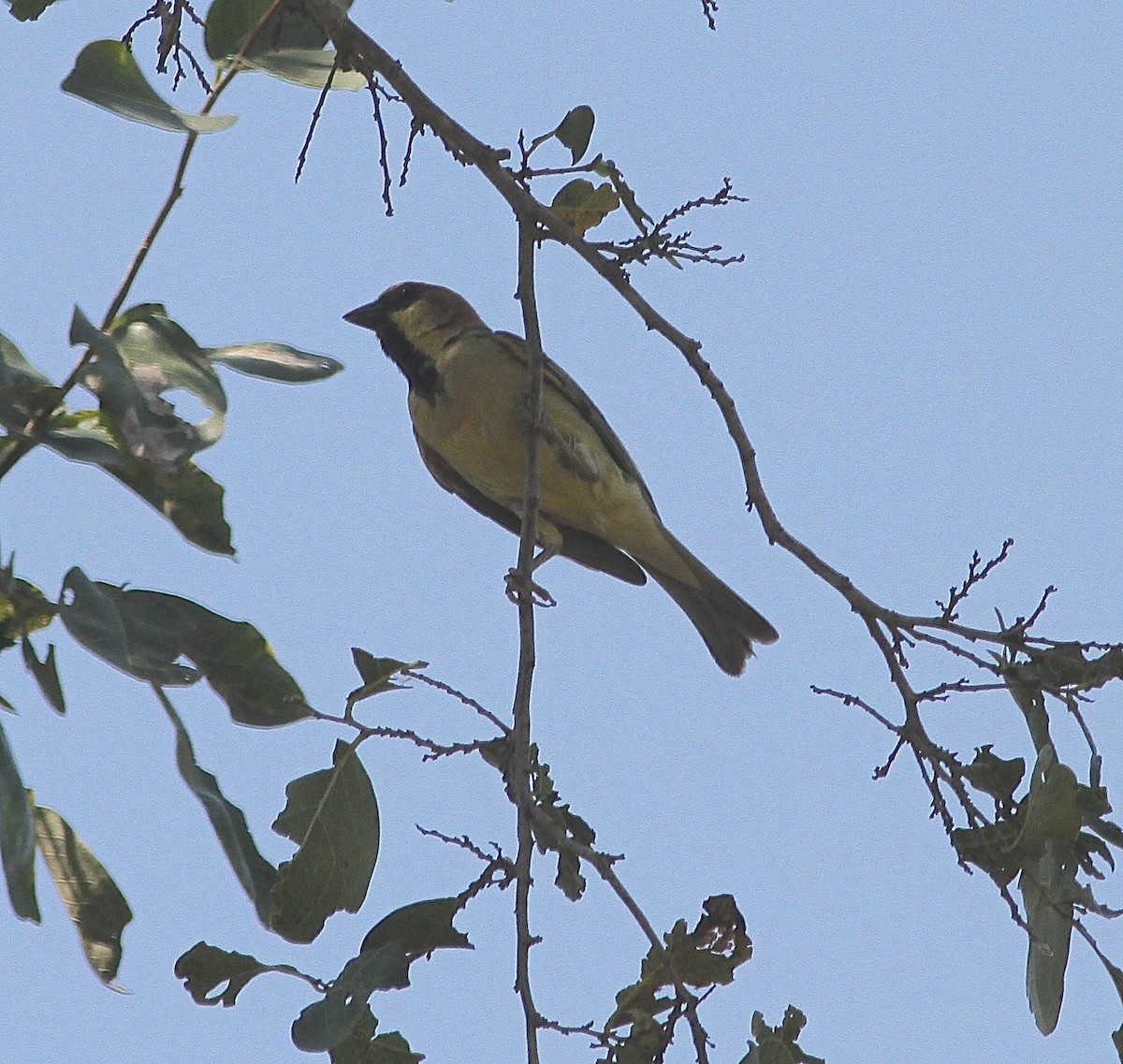 House Sparrow - ML231666351