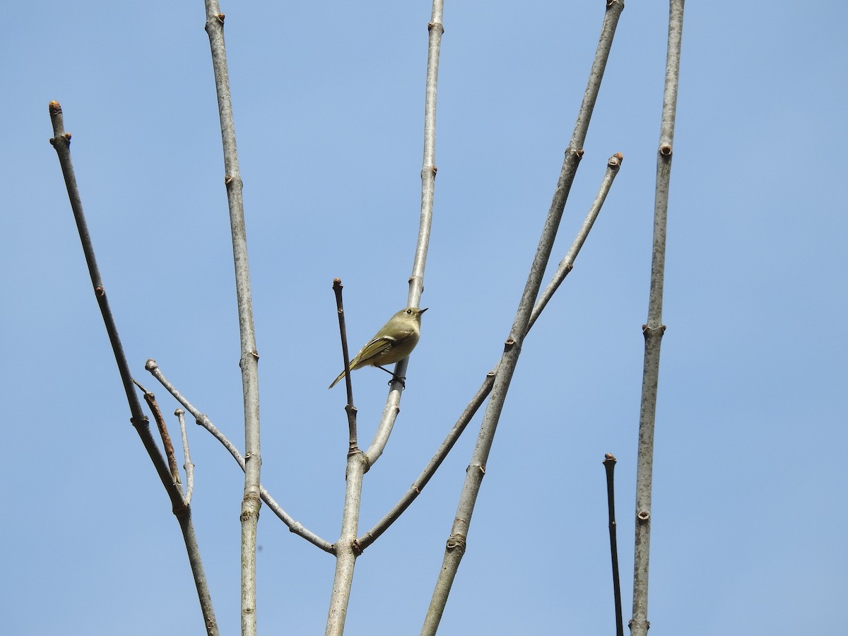 Ruby-crowned Kinglet - Adam Zorn