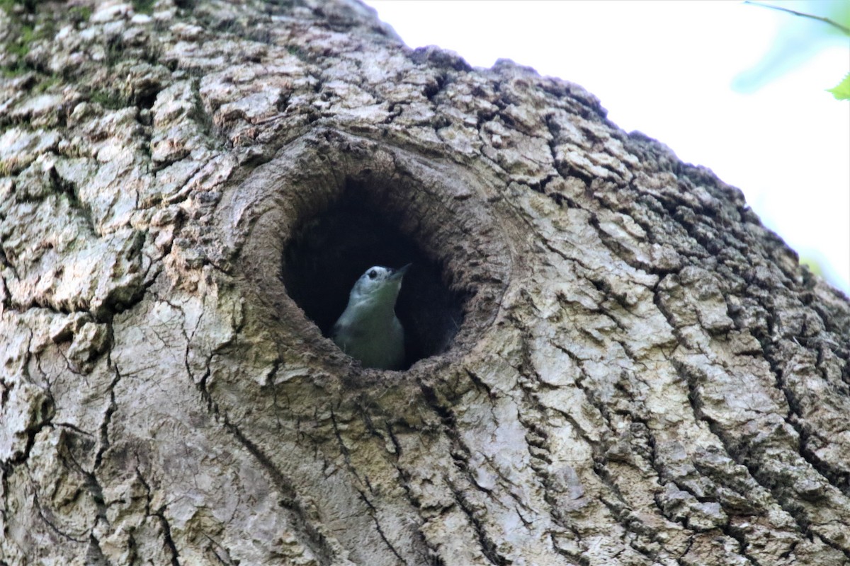 White-breasted Nuthatch - Gabriel Foley