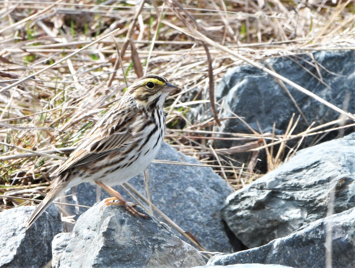 Savannah Sparrow - ML231667181