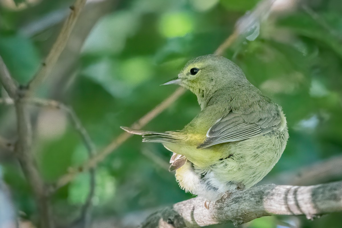 Orange-crowned Warbler - Ron Riley