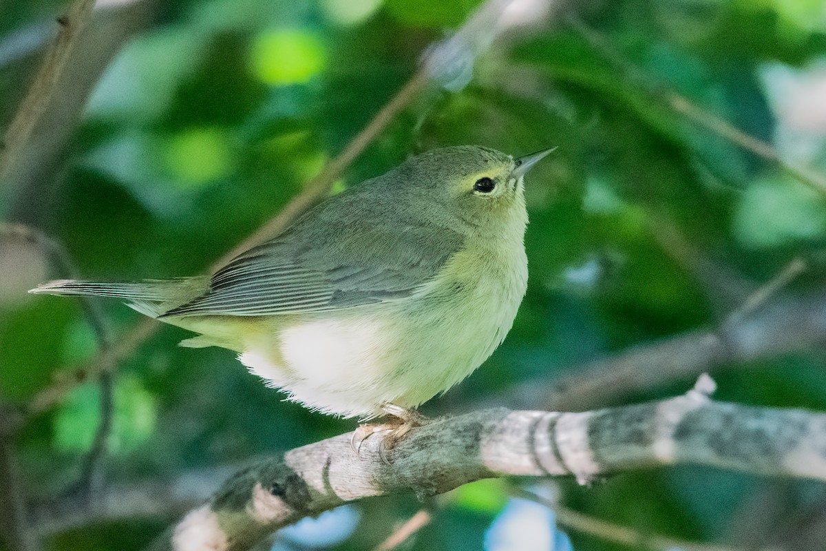 Orange-crowned Warbler - ML231670531