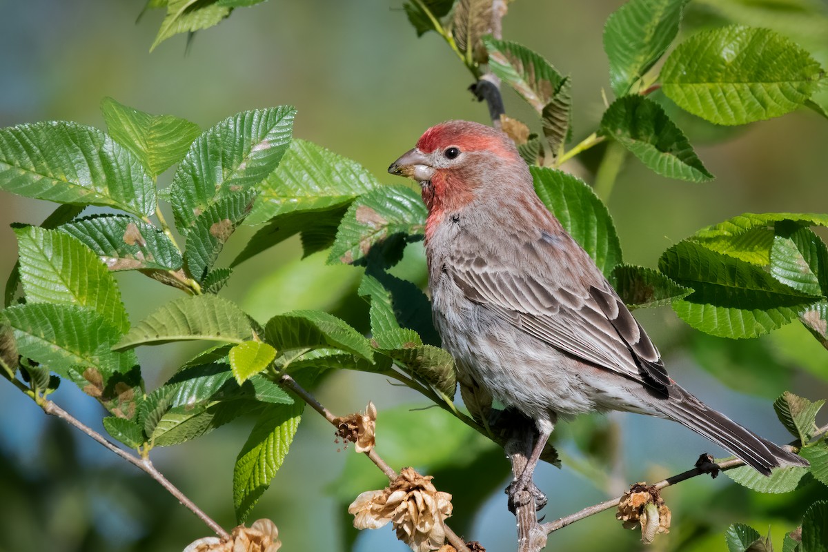 House Finch - ML231670881