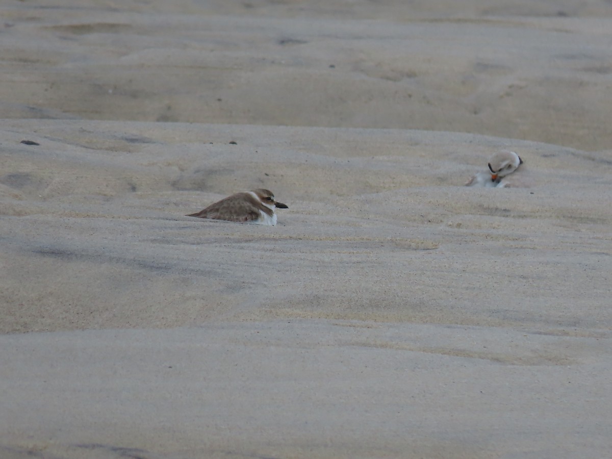 Wilson's Plover - Mary Jo Foti