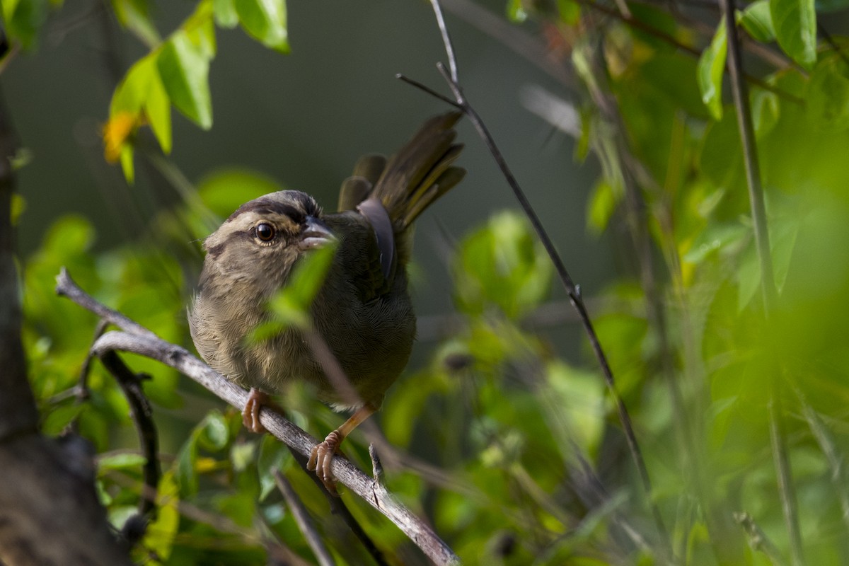 Olive Sparrow - John Cahill xikanel.com