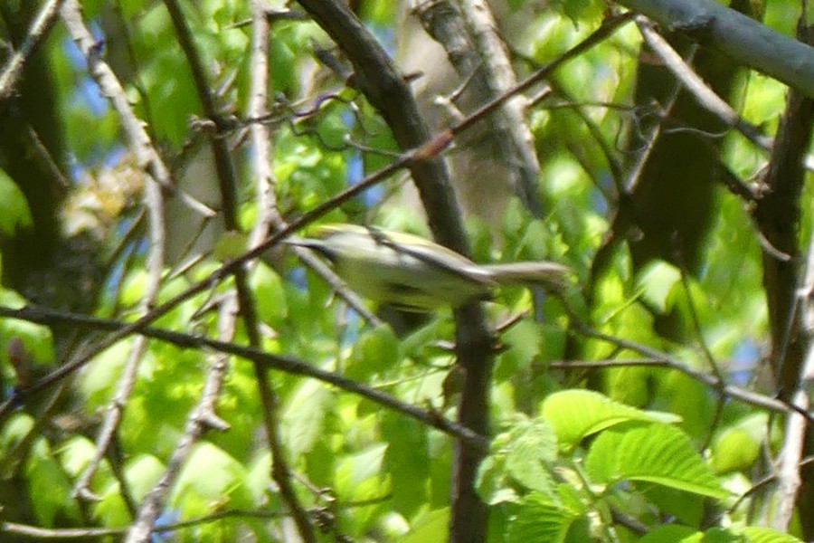 Golden-winged Warbler - ML231671421