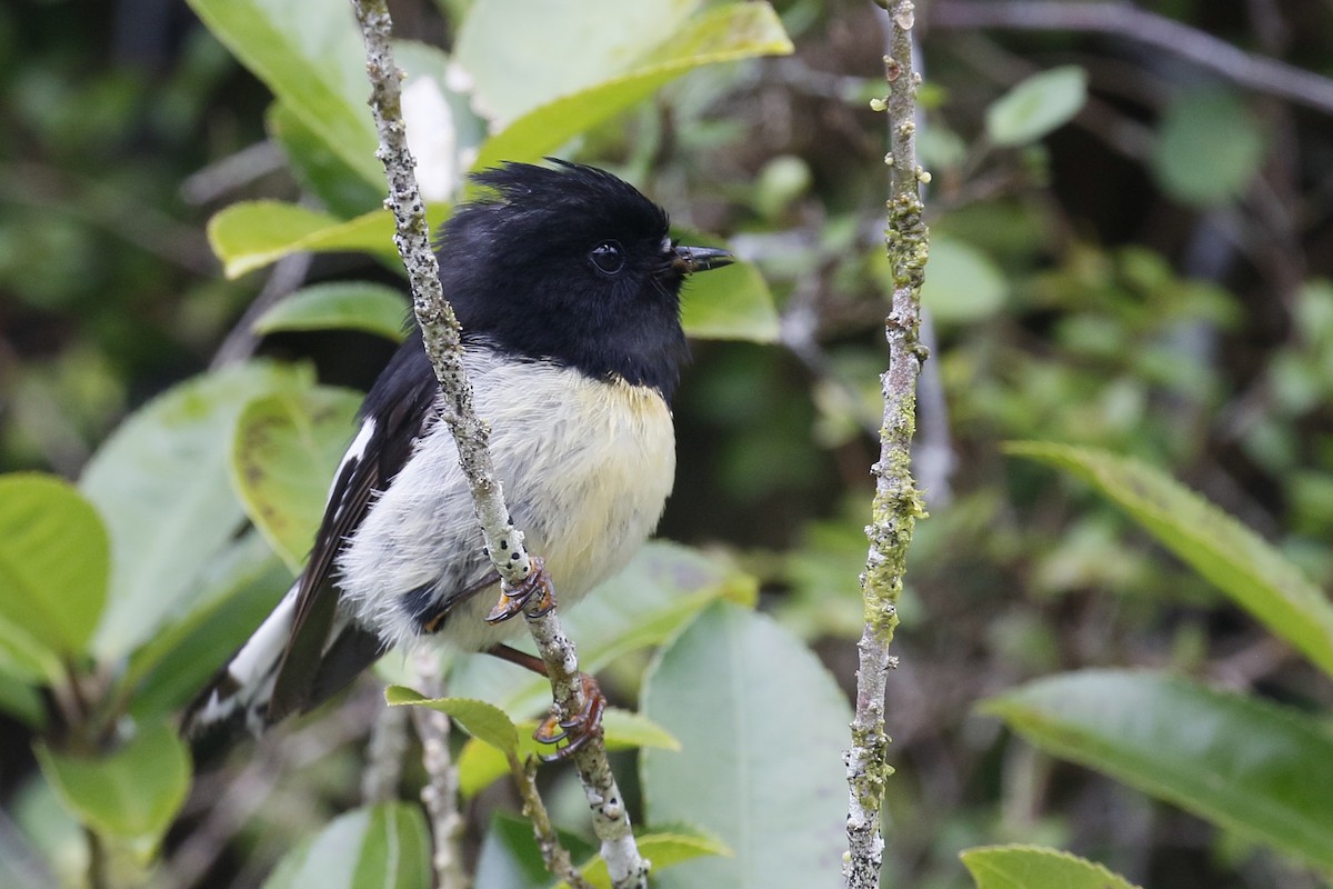 Tomtit (New Zealand) - ML231672791