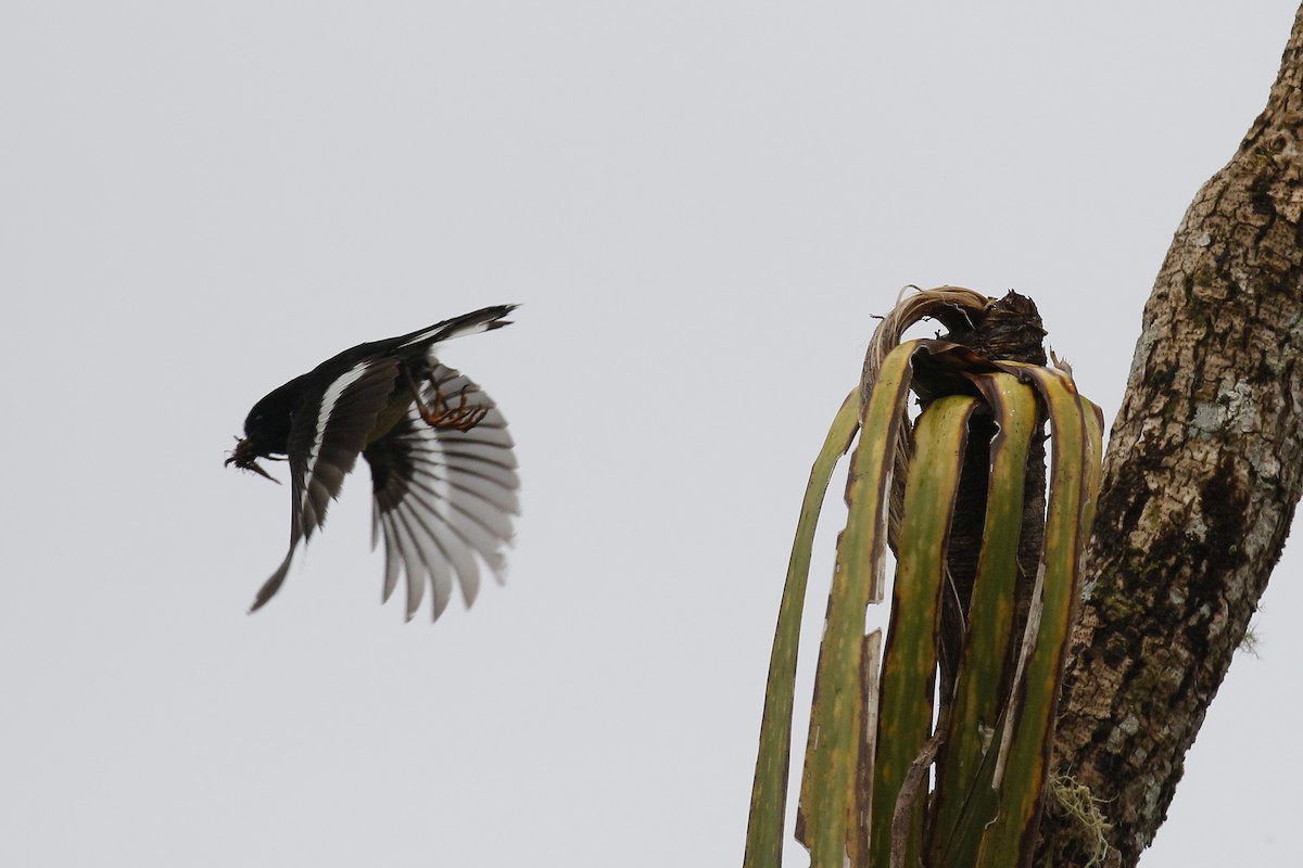 Tomtit (New Zealand) - ML231672801