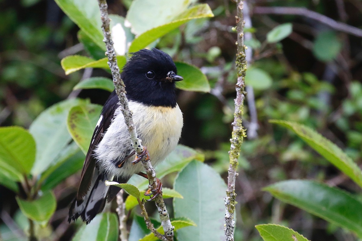 Tomtit (New Zealand) - ML231672811