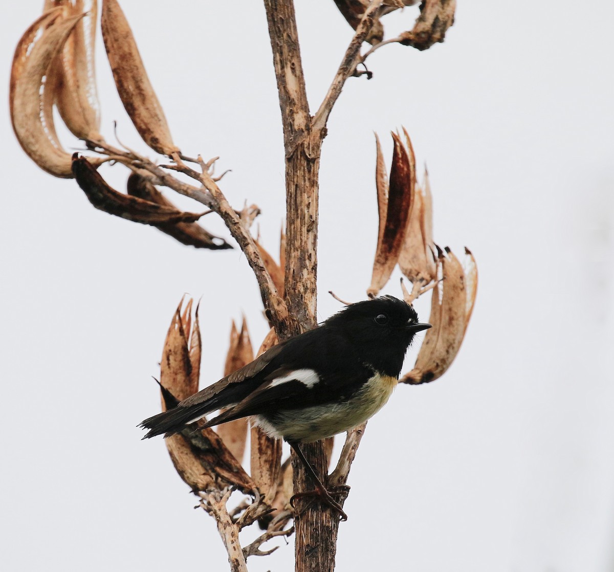 Tomtit (New Zealand) - ML231672831