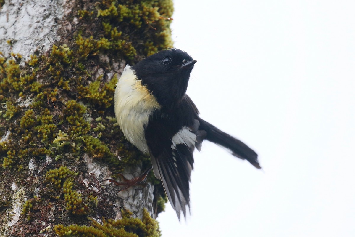 Tomtit (New Zealand) - ML231672841