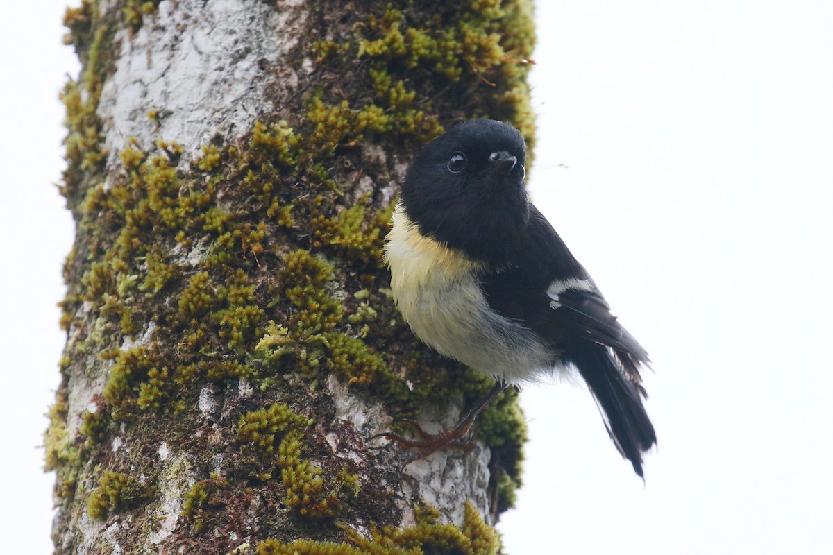 Tomtit (New Zealand) - ML231672851