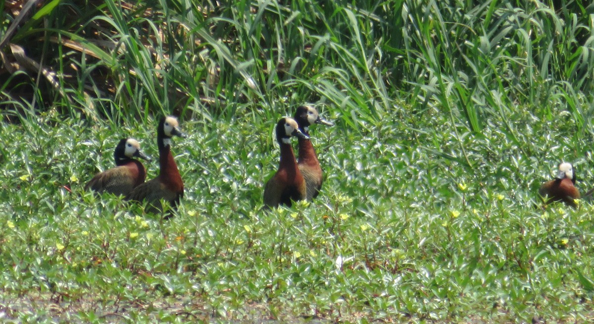 White-faced Whistling-Duck - ML231673891