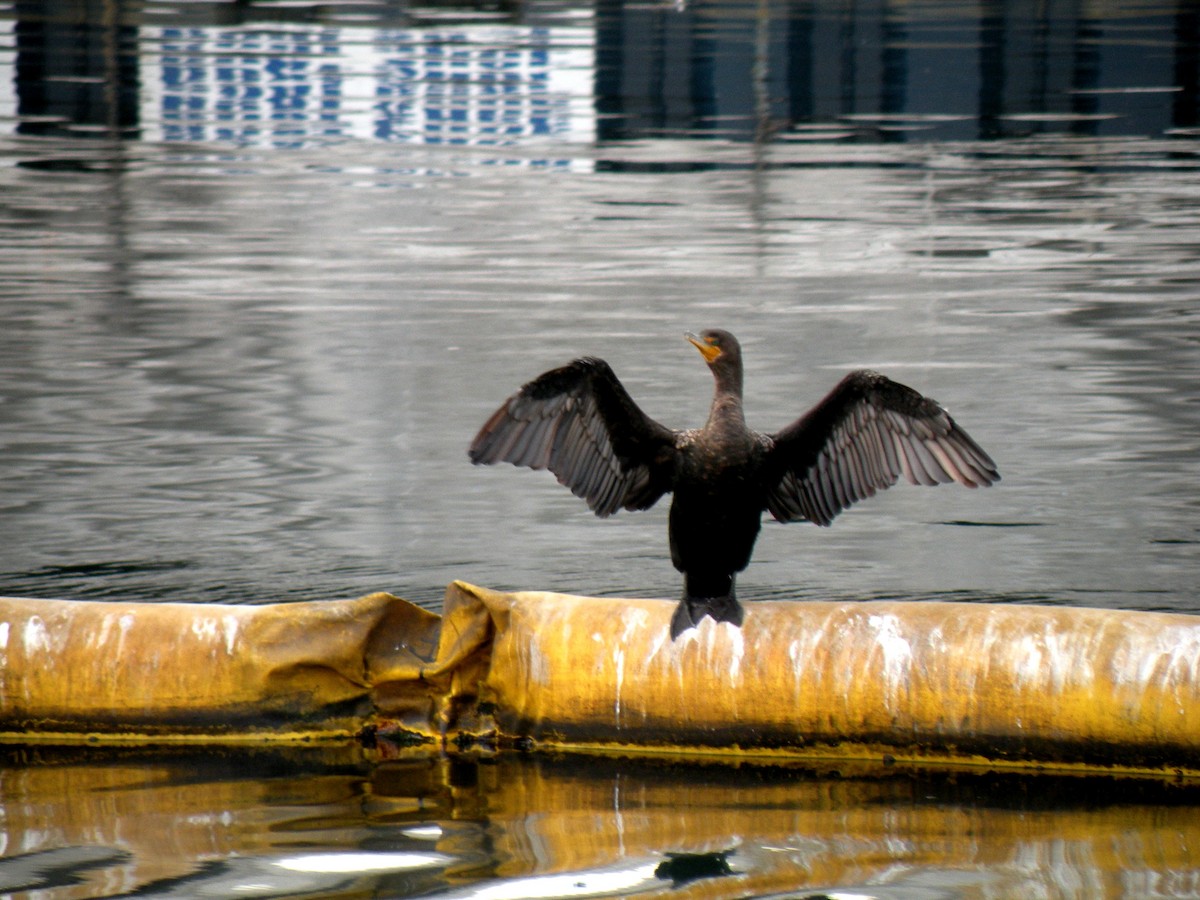 Double-crested Cormorant - Alyssa DeRubeis