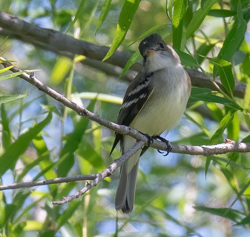 Willow Flycatcher - ML231674461