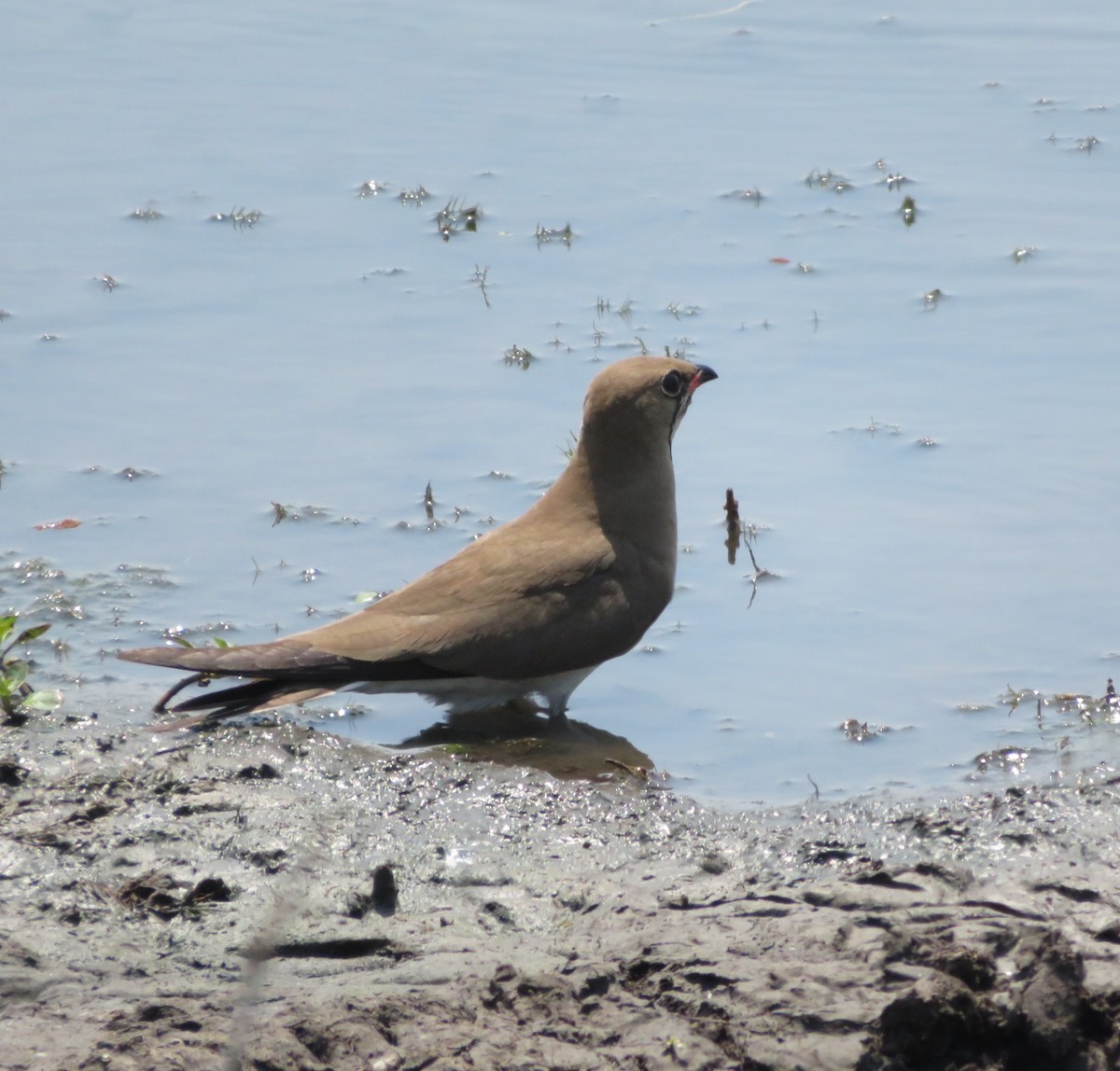 Collared Pratincole - ML231674531