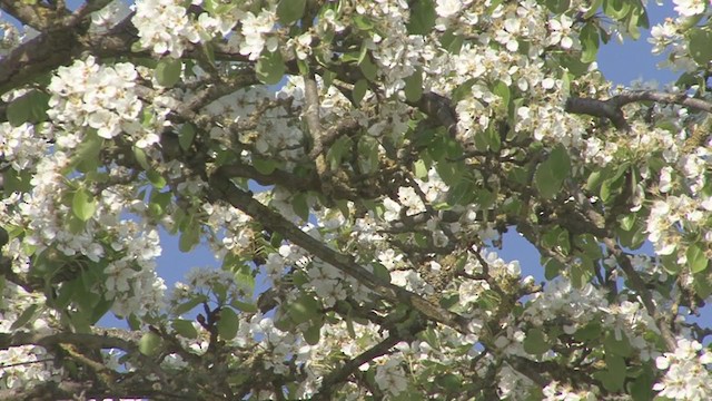 Carrion Crow - ML231674571