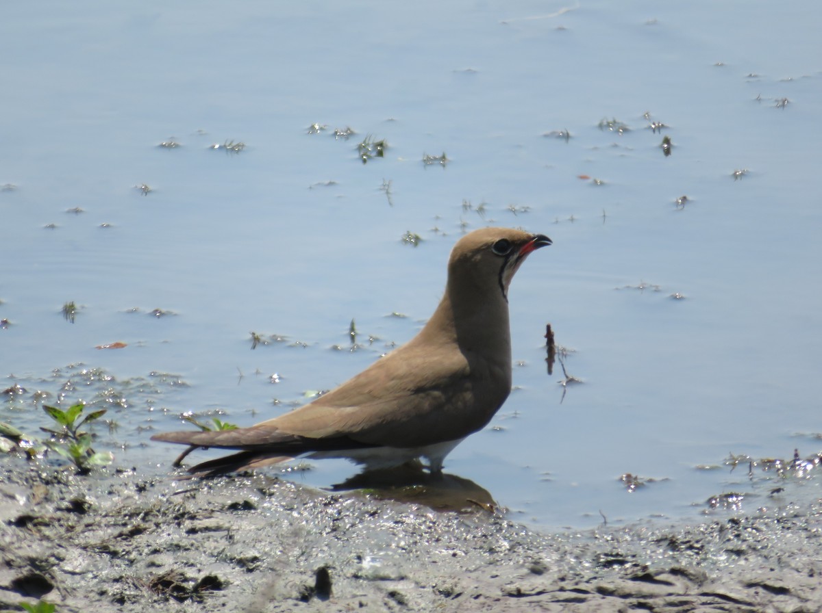 Collared Pratincole - Rudolf Koes