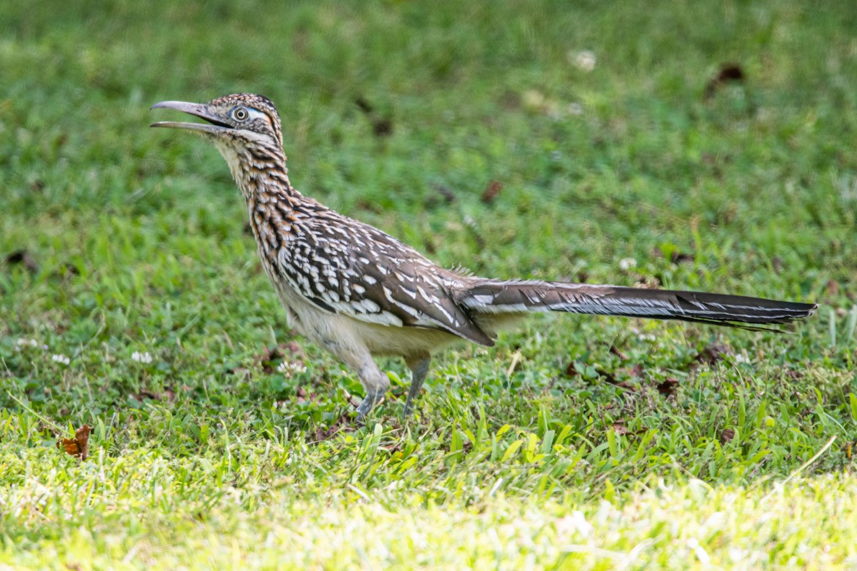 Greater Roadrunner - RaDel Hinckley