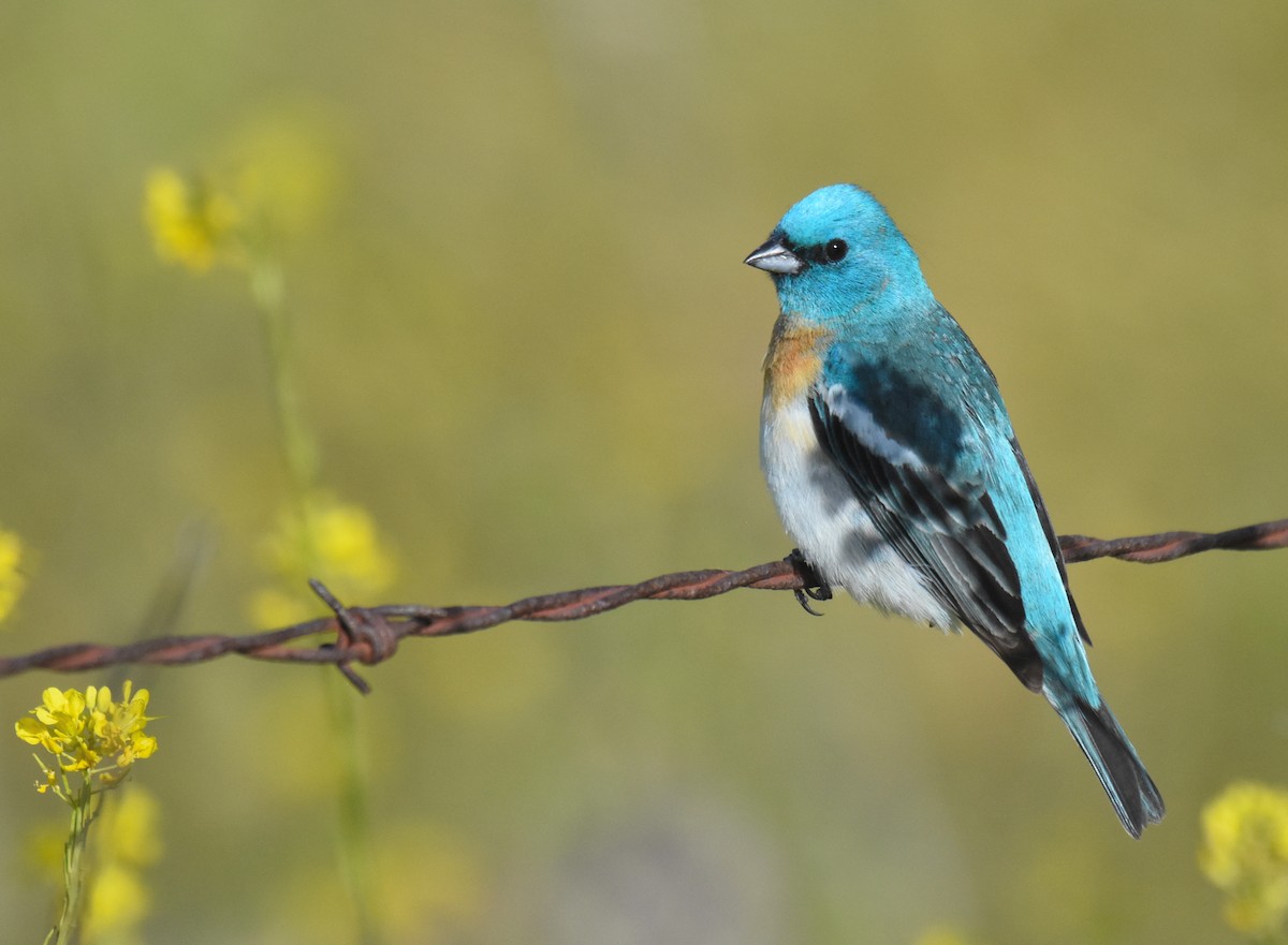 Lazuli Bunting - ML231678541