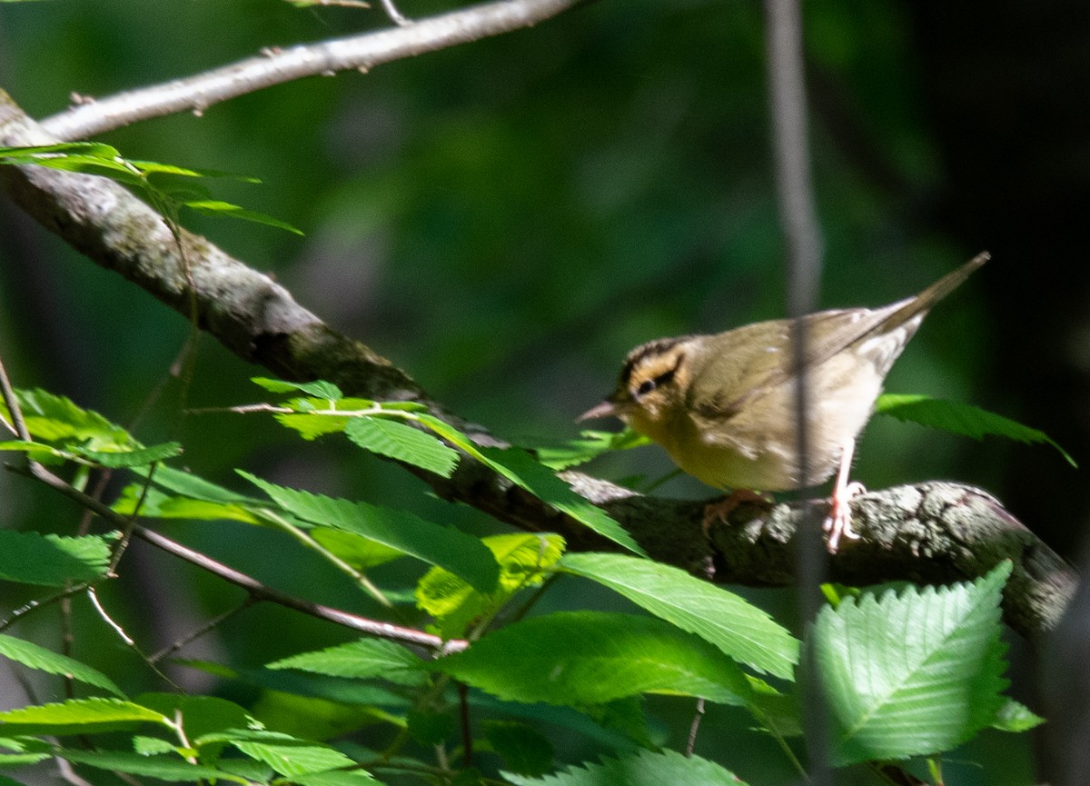 Worm-eating Warbler - ML231679671