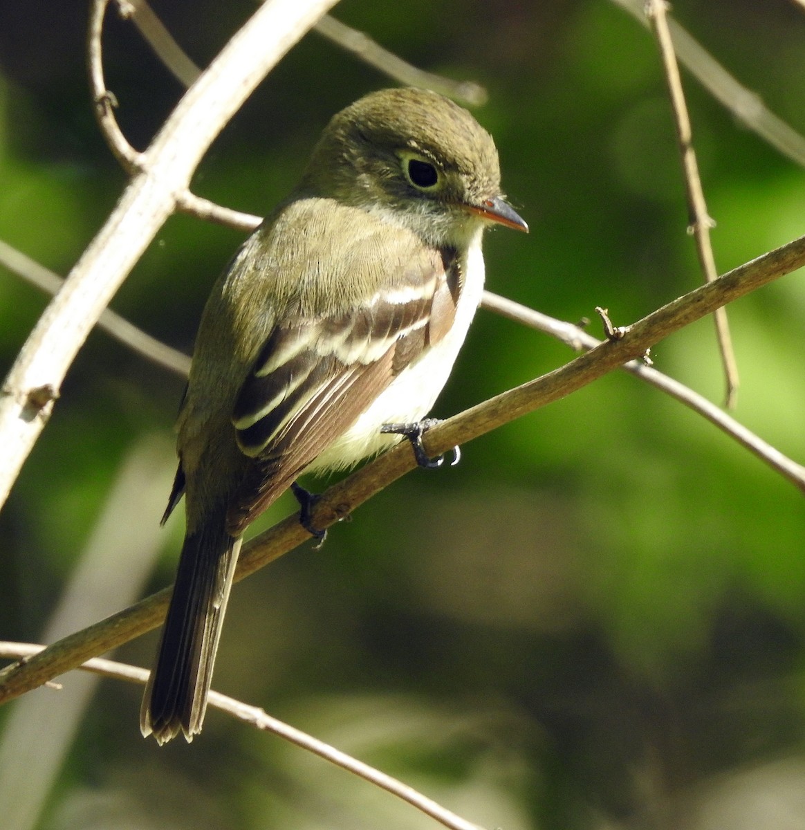 Least Flycatcher - ML231680021