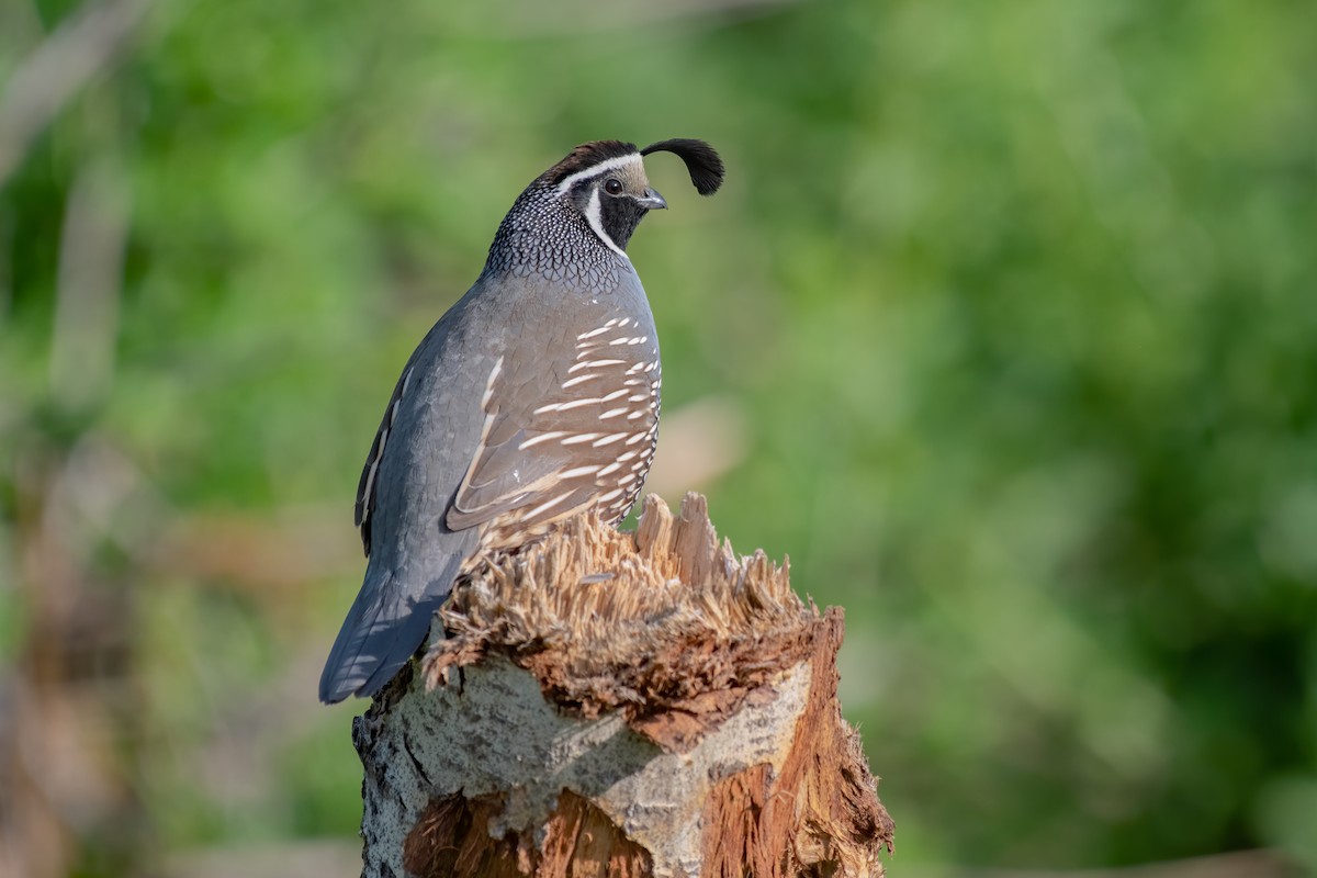 California Quail - ML231682081