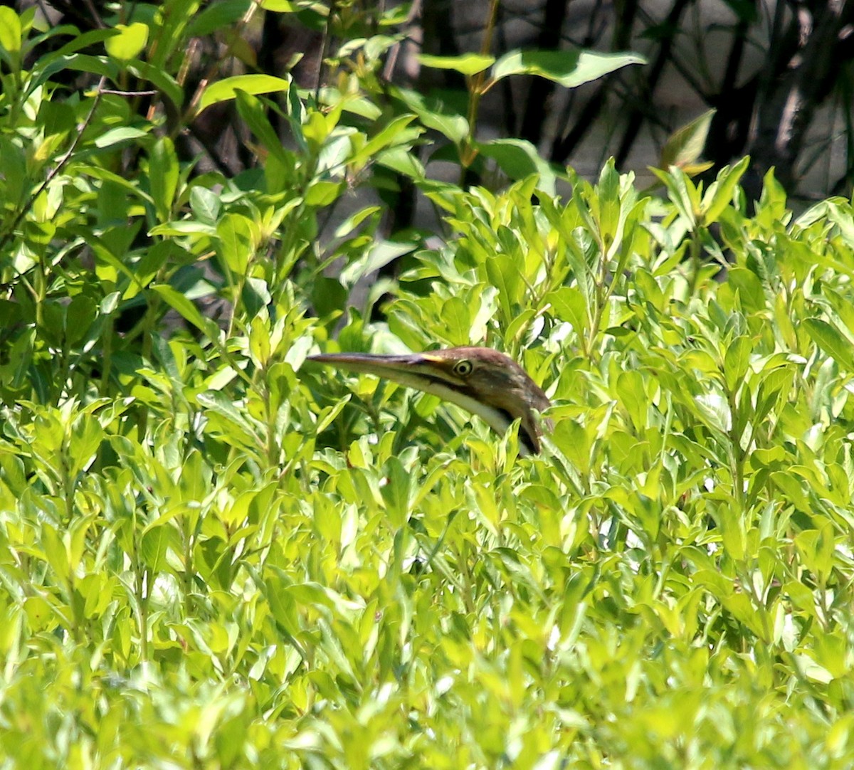 American Bittern - ML231683881