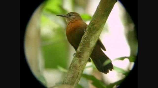 Sclérure à poitrine rousse (cearensis) - ML231684971