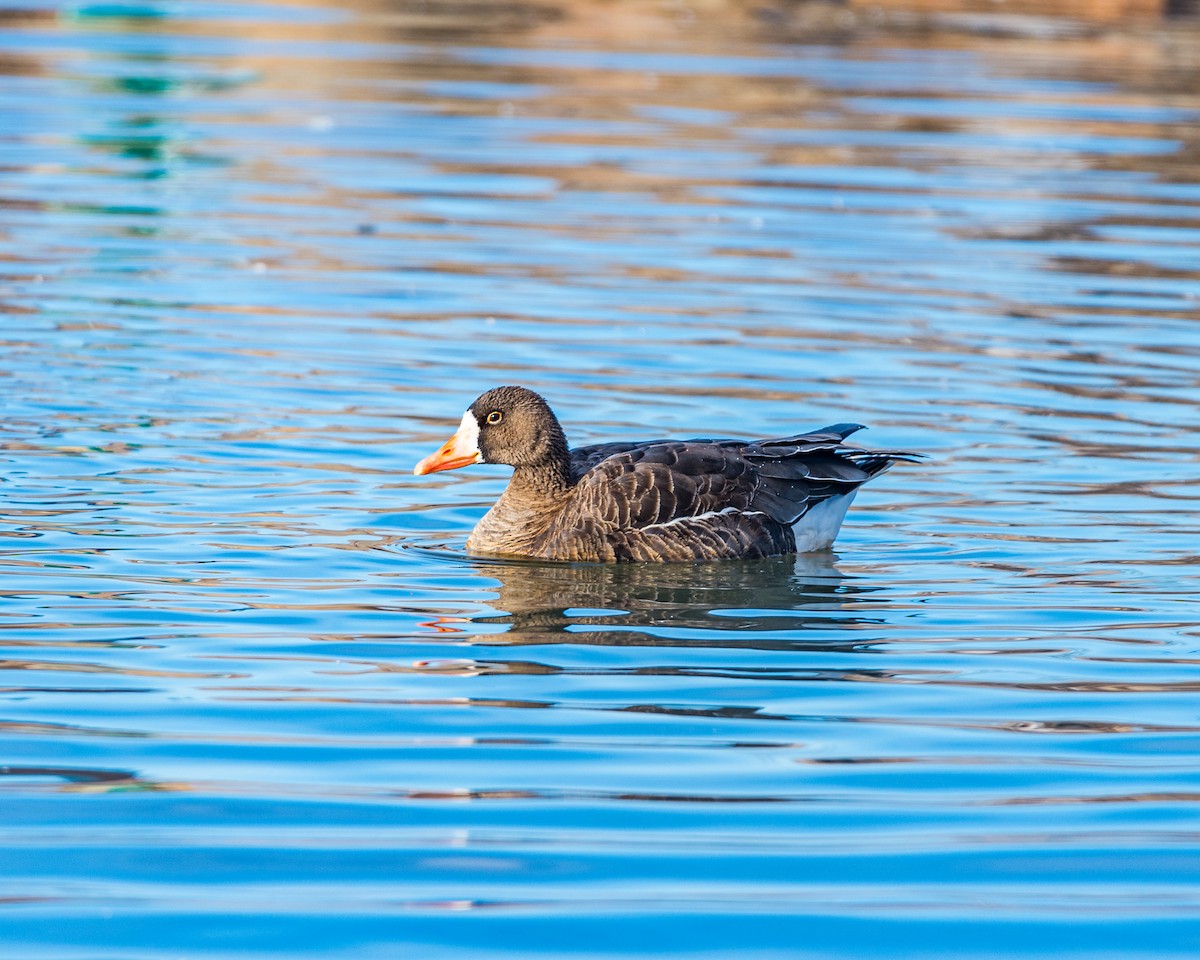 Greater White-fronted Goose - ML231685691