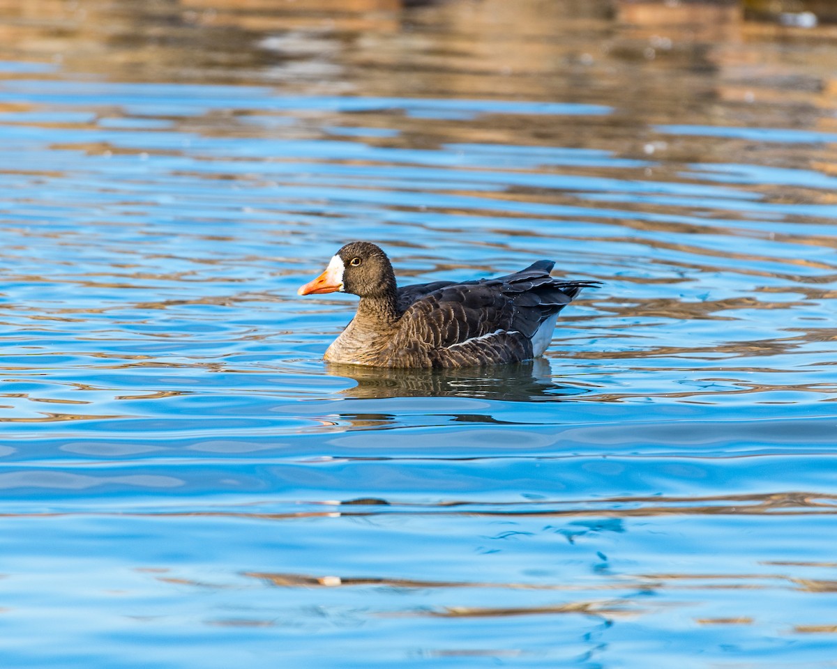 Greater White-fronted Goose - ML231685711