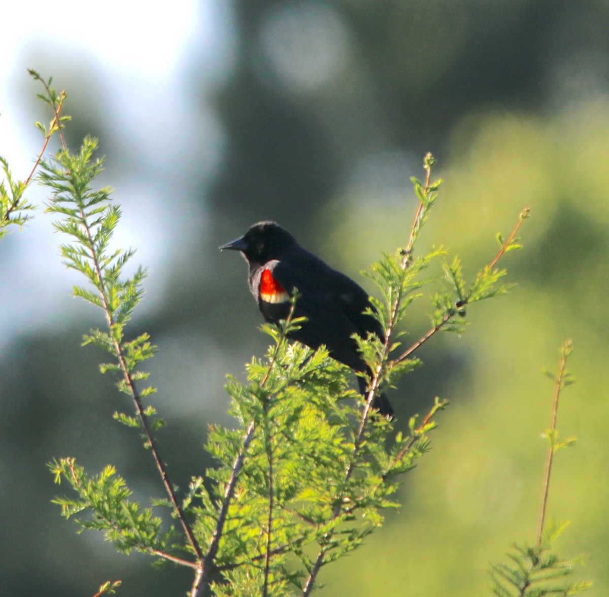 Red-winged Blackbird - ML231685791