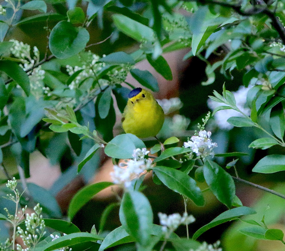 Wilson's Warbler - ML231686041