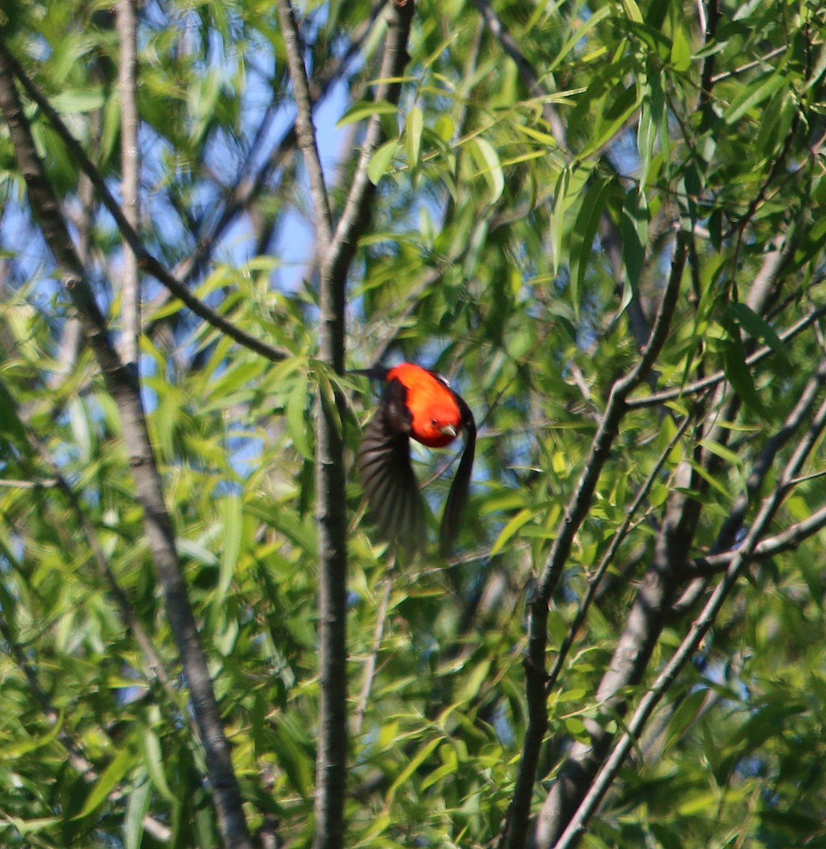 Scarlet Tanager - ML231686181