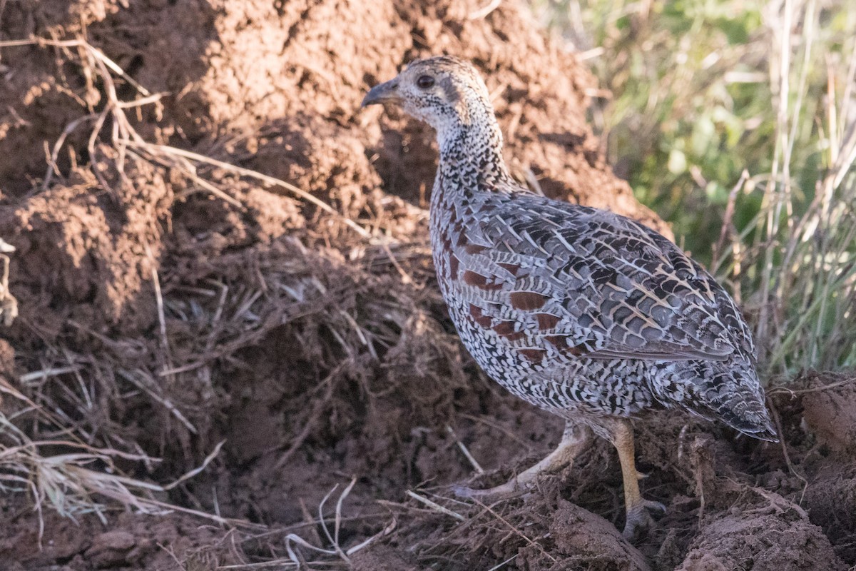 Shelley's Francolin - ML231687251