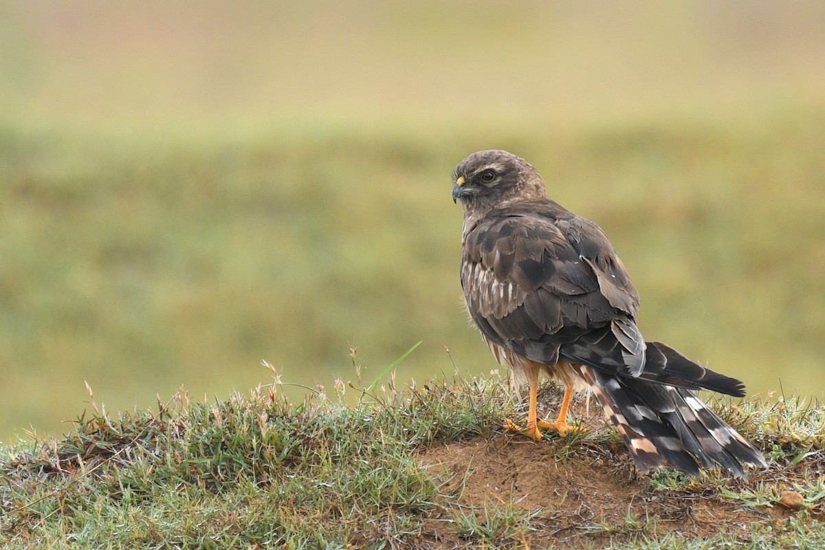 Montagu's Harrier - ML231691181