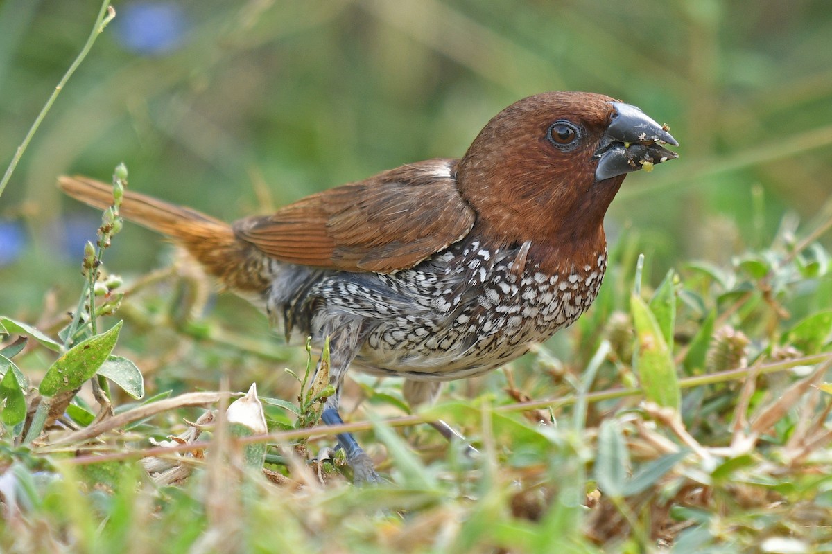 Scaly-breasted Munia - ML231692231