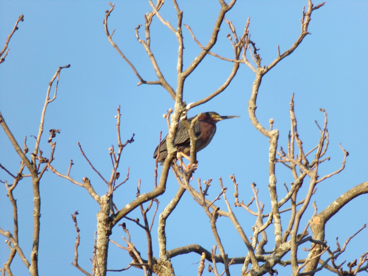 Green Heron - ML231694581