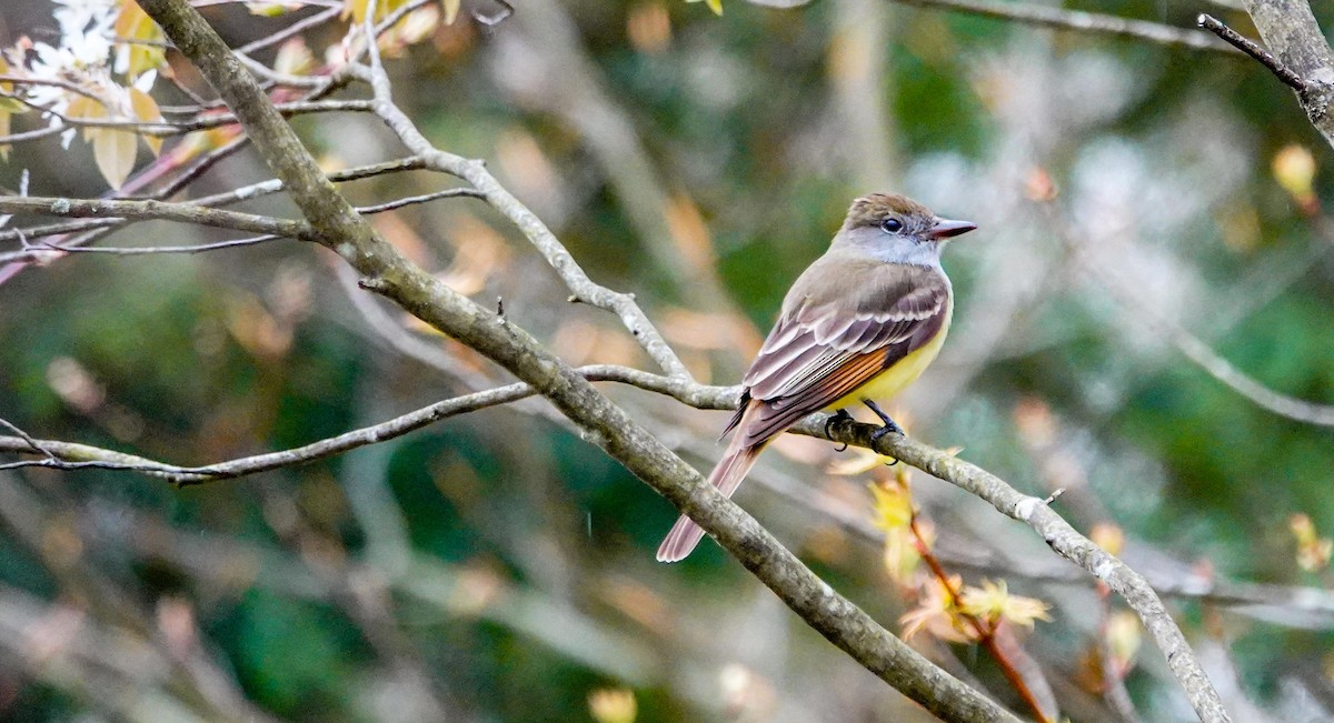 Great Crested Flycatcher - ML231697541