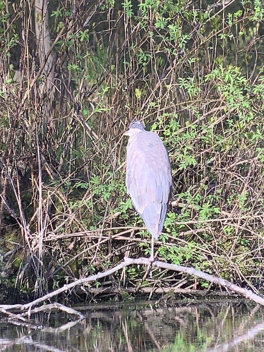 Great Blue Heron (Great Blue) - ML231697631