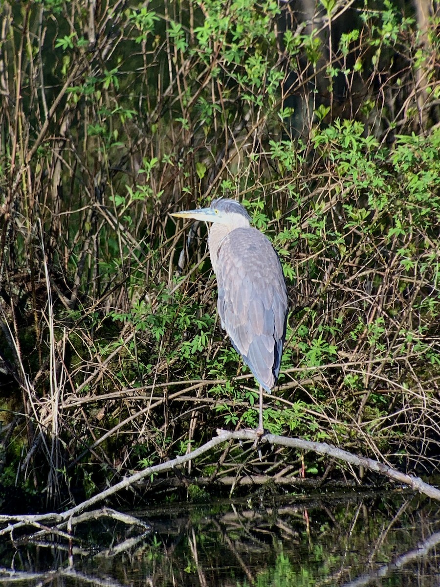 Great Blue Heron (Great Blue) - Tina Green