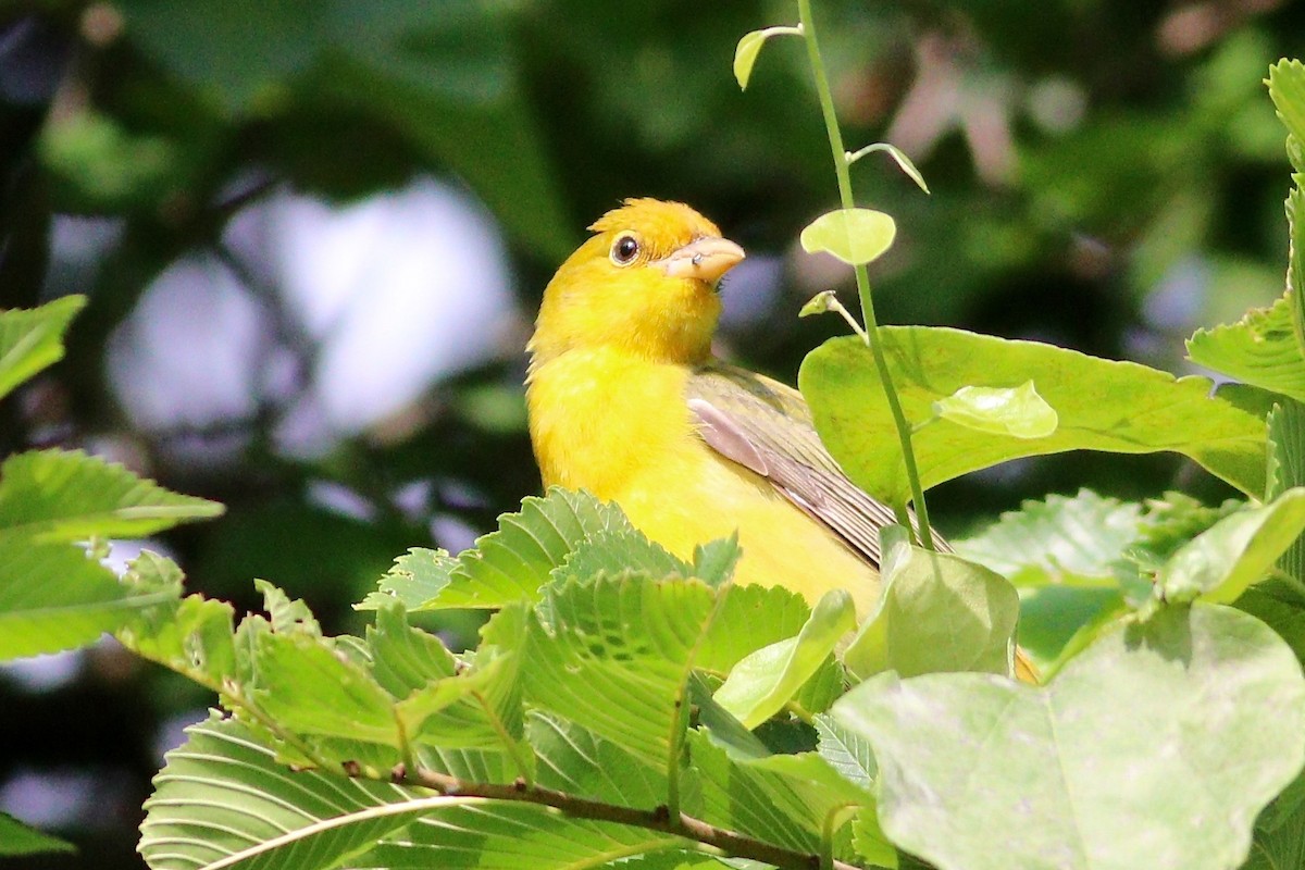 Scarlet Tanager - ML231698151
