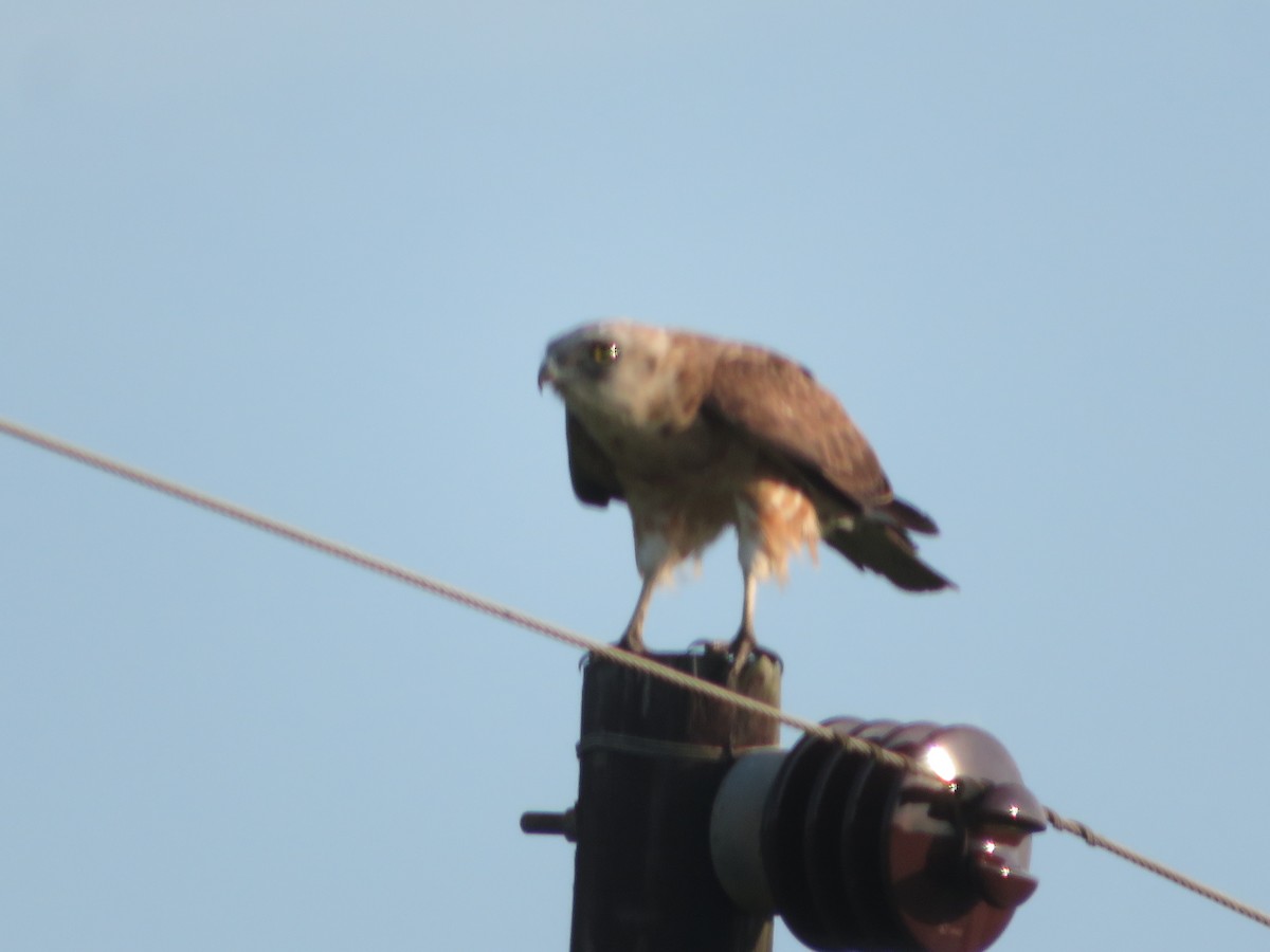 Black-chested Snake-Eagle - ML231699431