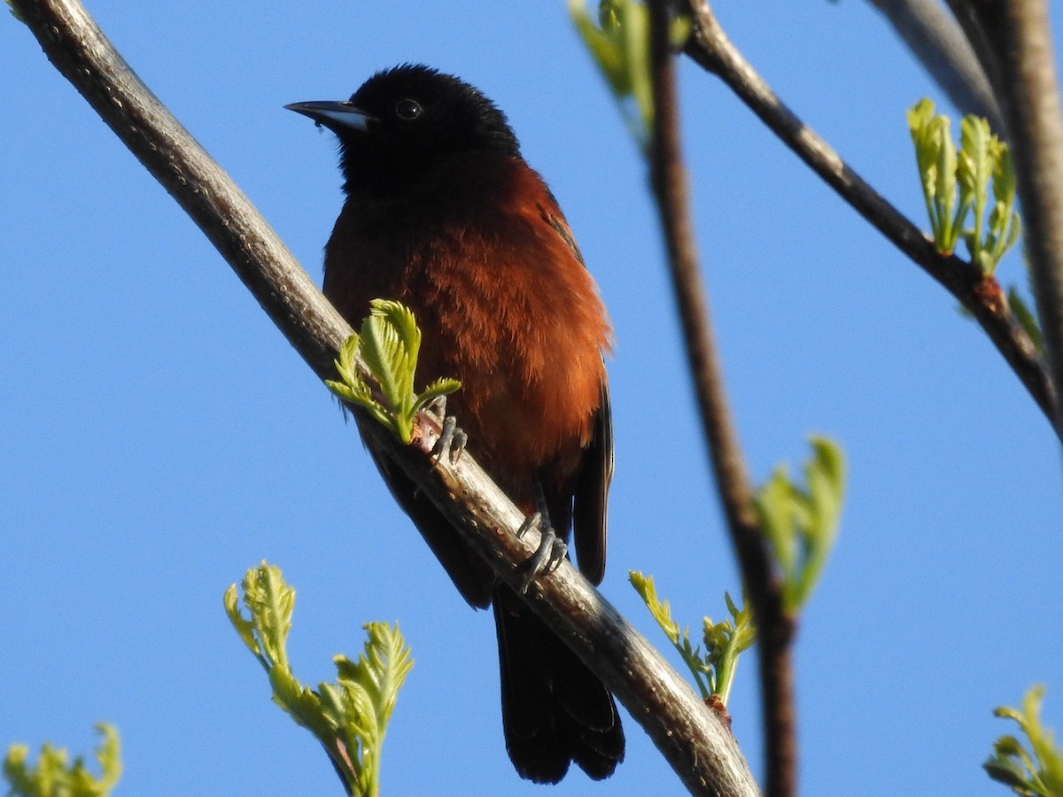 Orchard Oriole - ML231699781