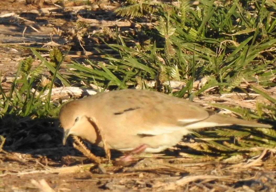 Picui Ground Dove - Fabian Lertora