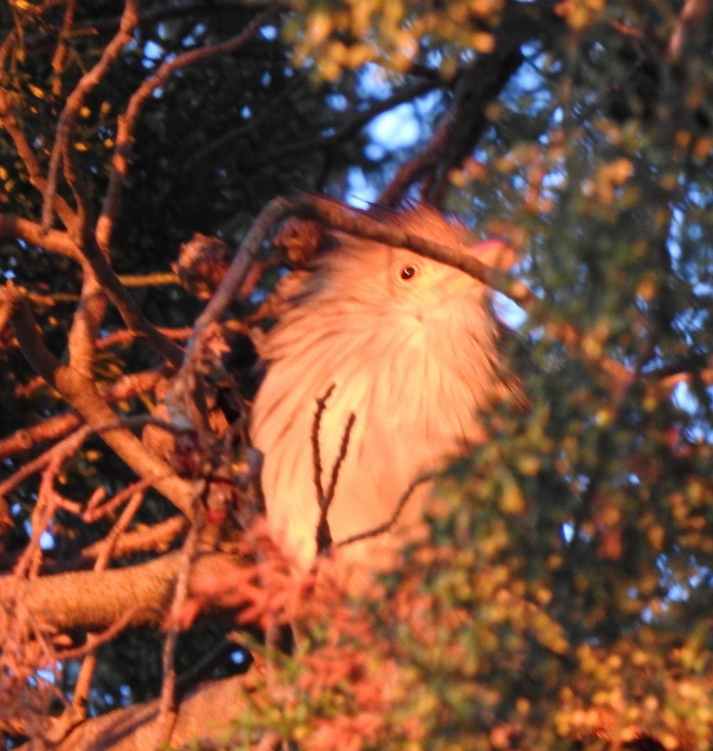 Guira Cuckoo - ML231700231