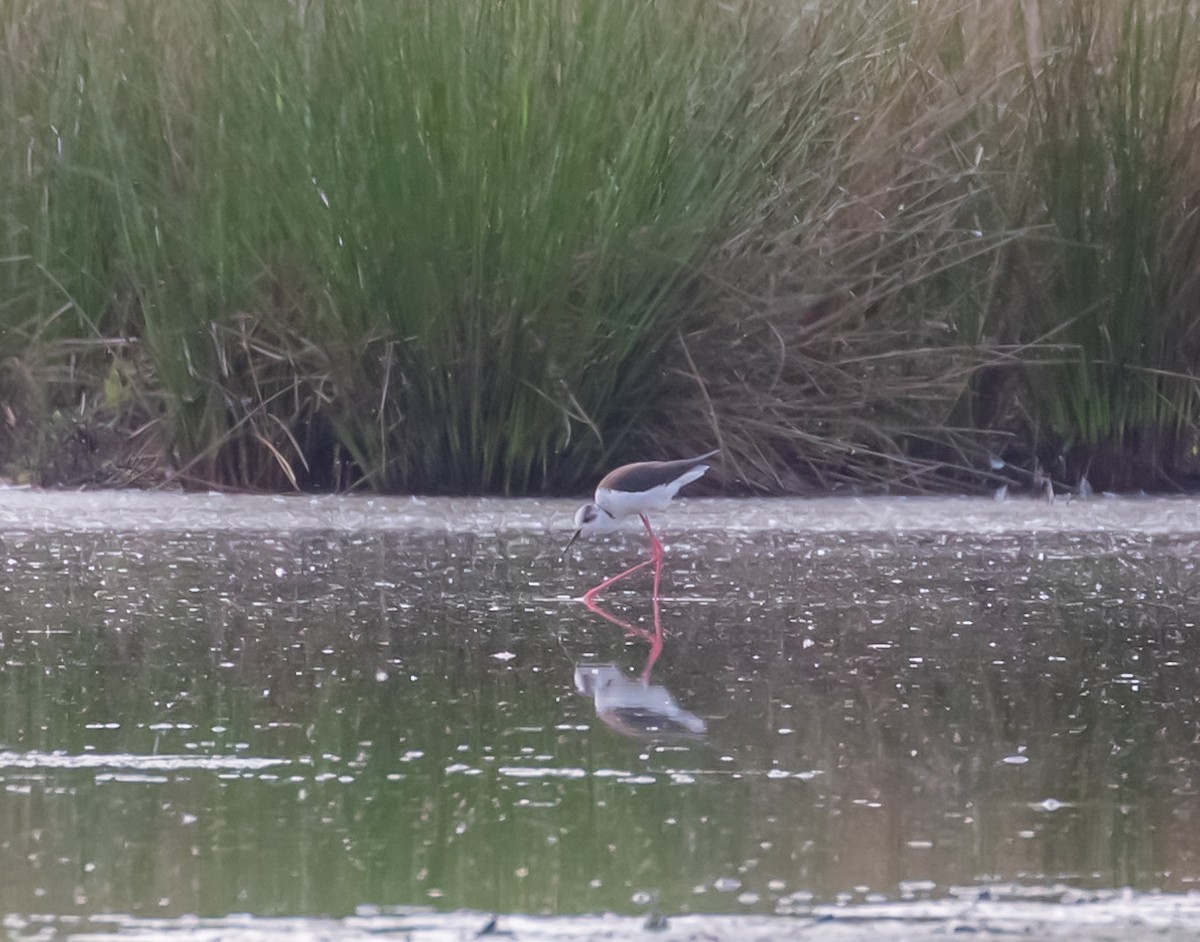 Black-winged Stilt - ML231700551